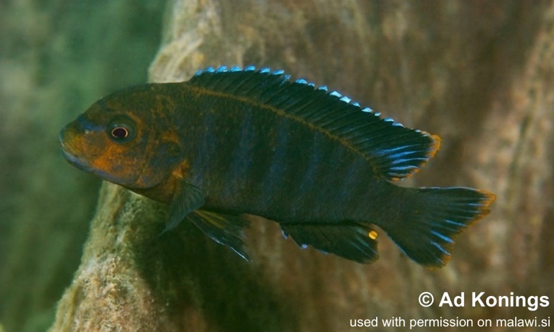 Chindongo sp. 'aggressive zebra mbenji' Penga Penga Island